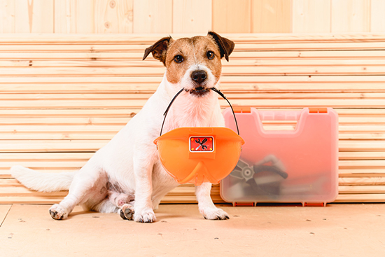 Jack Russell terrier with a construction helmet in his mouth to denote the concept of "under construction"
